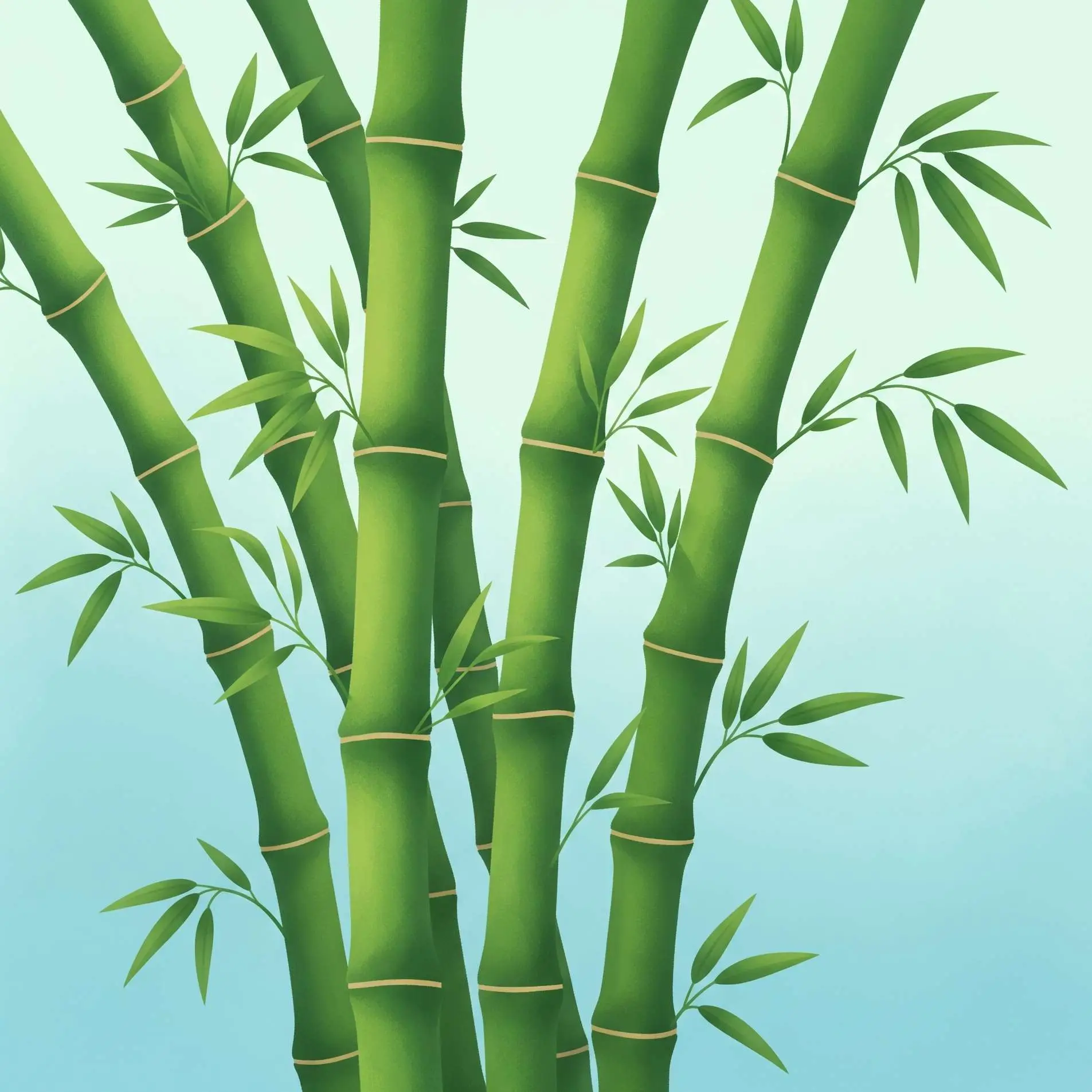 Bamboo